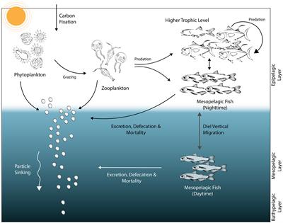 Exploitation of mesopelagic fish stocks can impair the biological pump and food web dynamics in the ocean